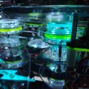 CLiP - Alice´s Adventures in Wonderland (green)